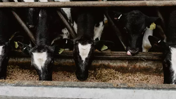 cattle_feeding_james_moddy