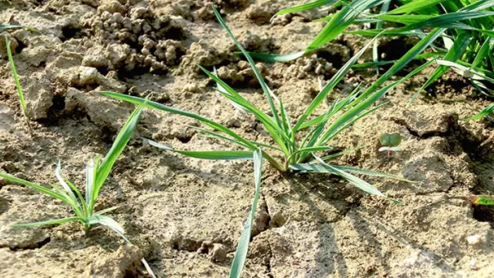 close-up view of foxtail grass weed