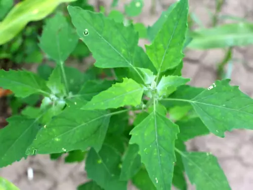 close-up view of goosefoot grass weed