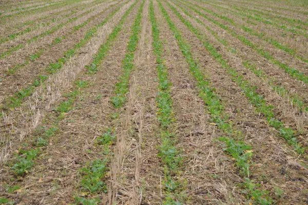 Numerous adjustments are possible maximise the success of strip-till crops