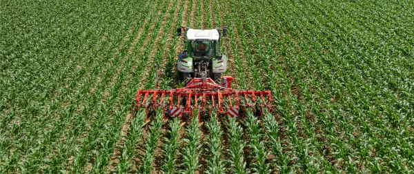 Rowliner mechanical weeder in maize field