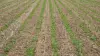 Numerous adjustments are possible to maximise the success of strip-till crops